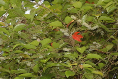 Elaeocarpus serratus